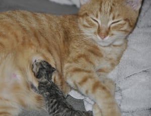 orange tabby cat and brown tabby kitten thumbnail