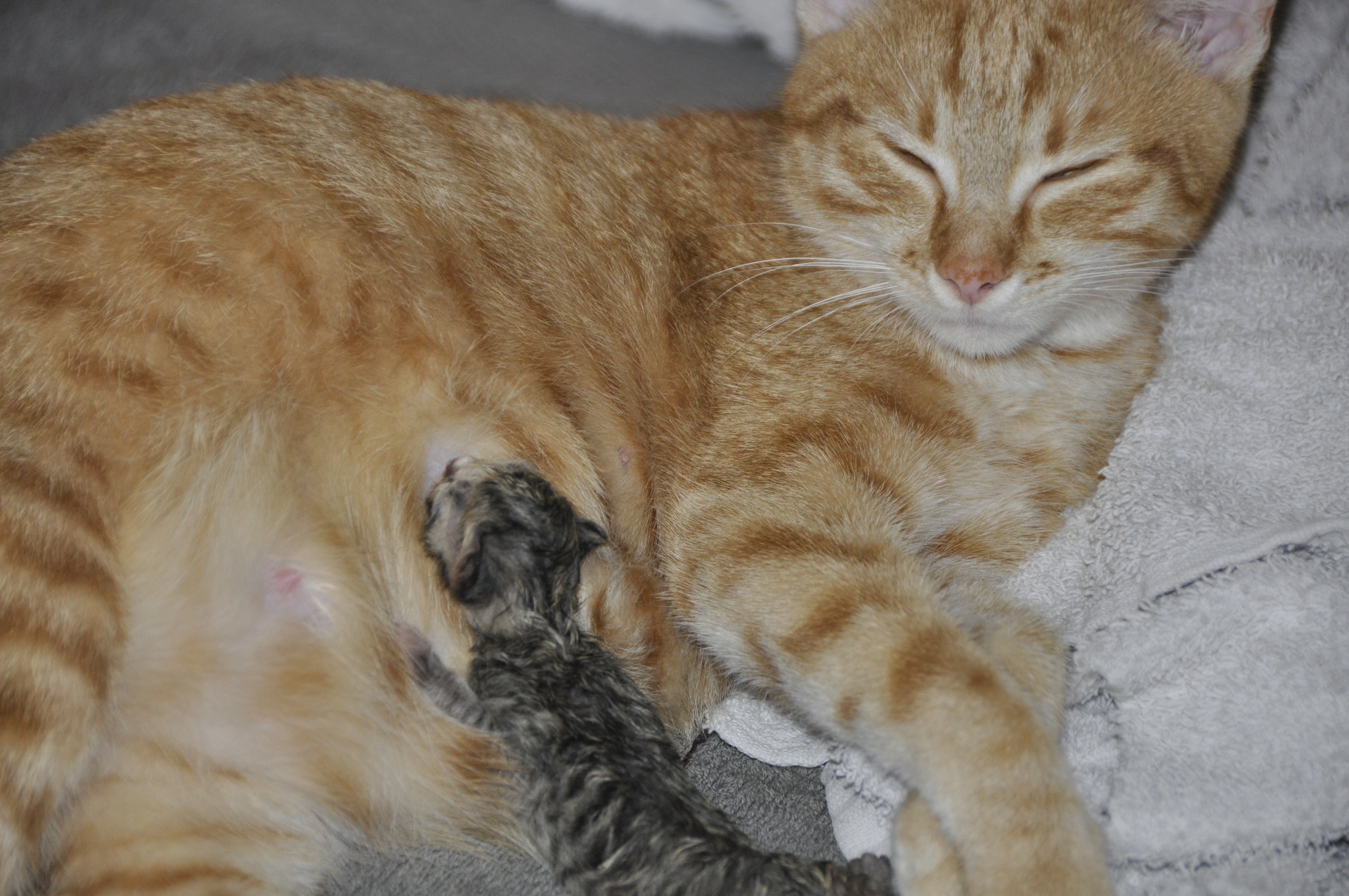 orange tabby cat and brown tabby kitten