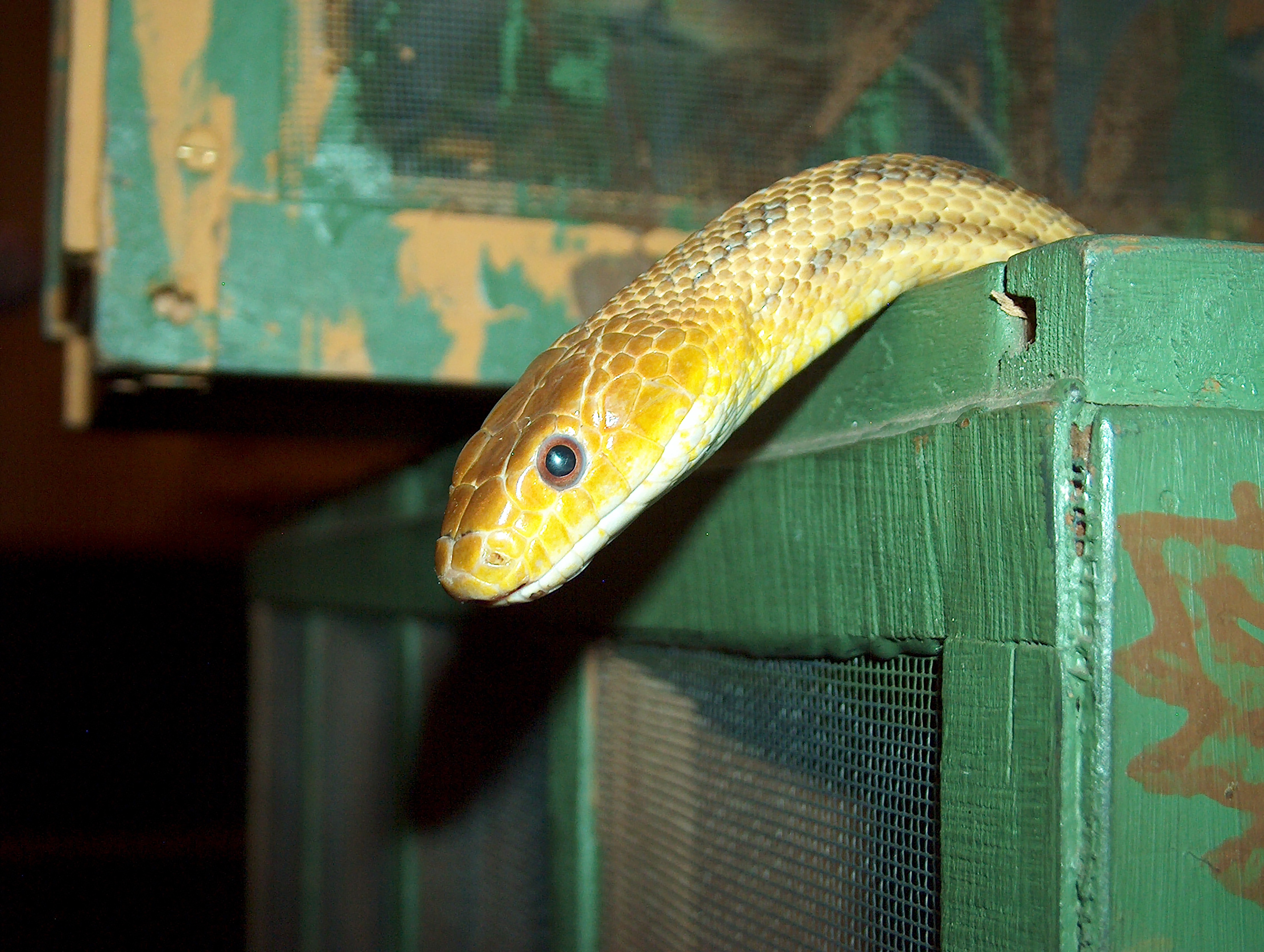 brown and yellow snake