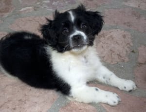 black and white short coated medium dog thumbnail