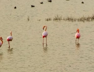 flock of pink flamingo thumbnail