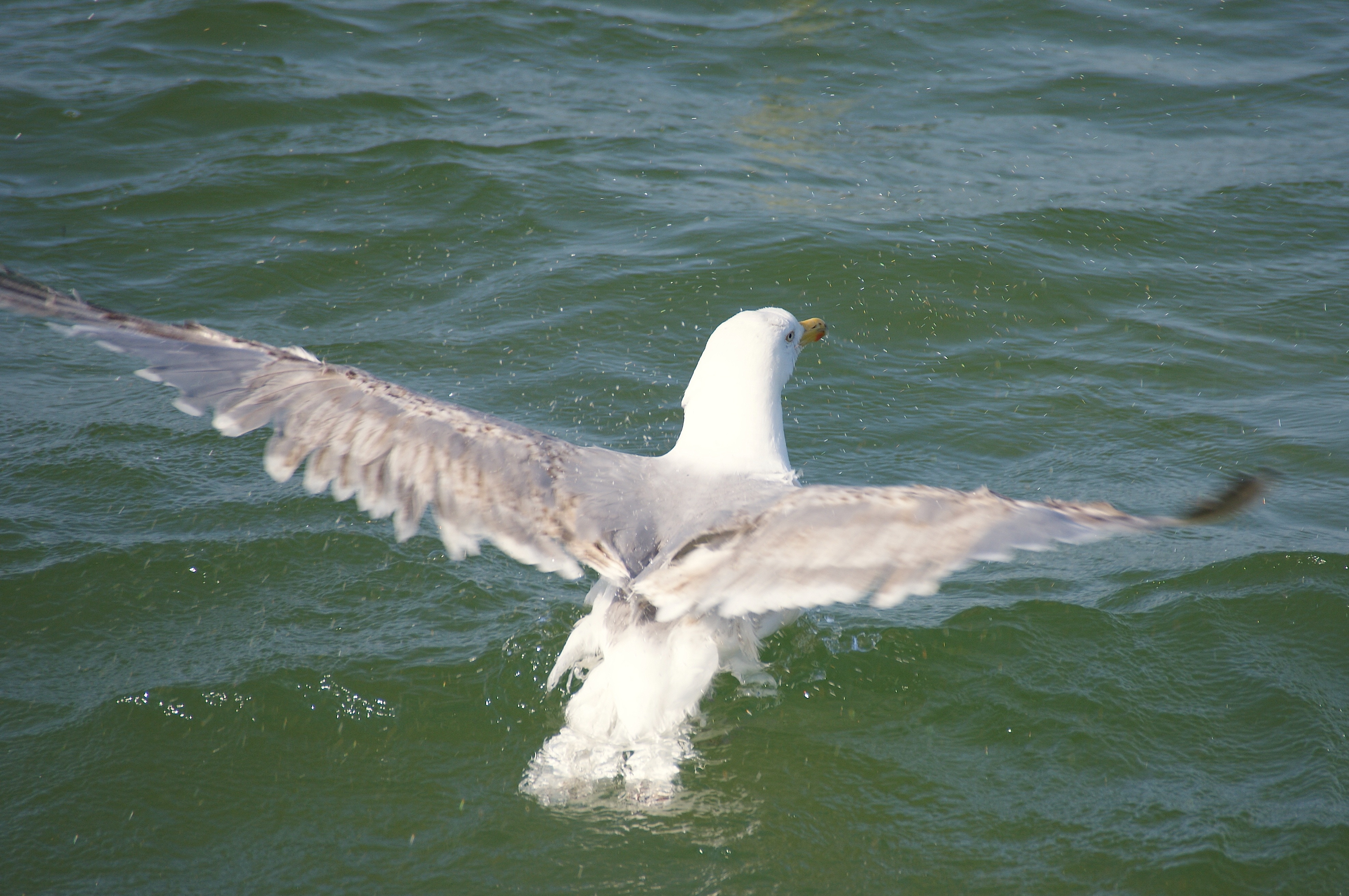 grey white and brown bird