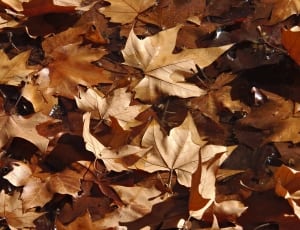 brown leaf lot thumbnail