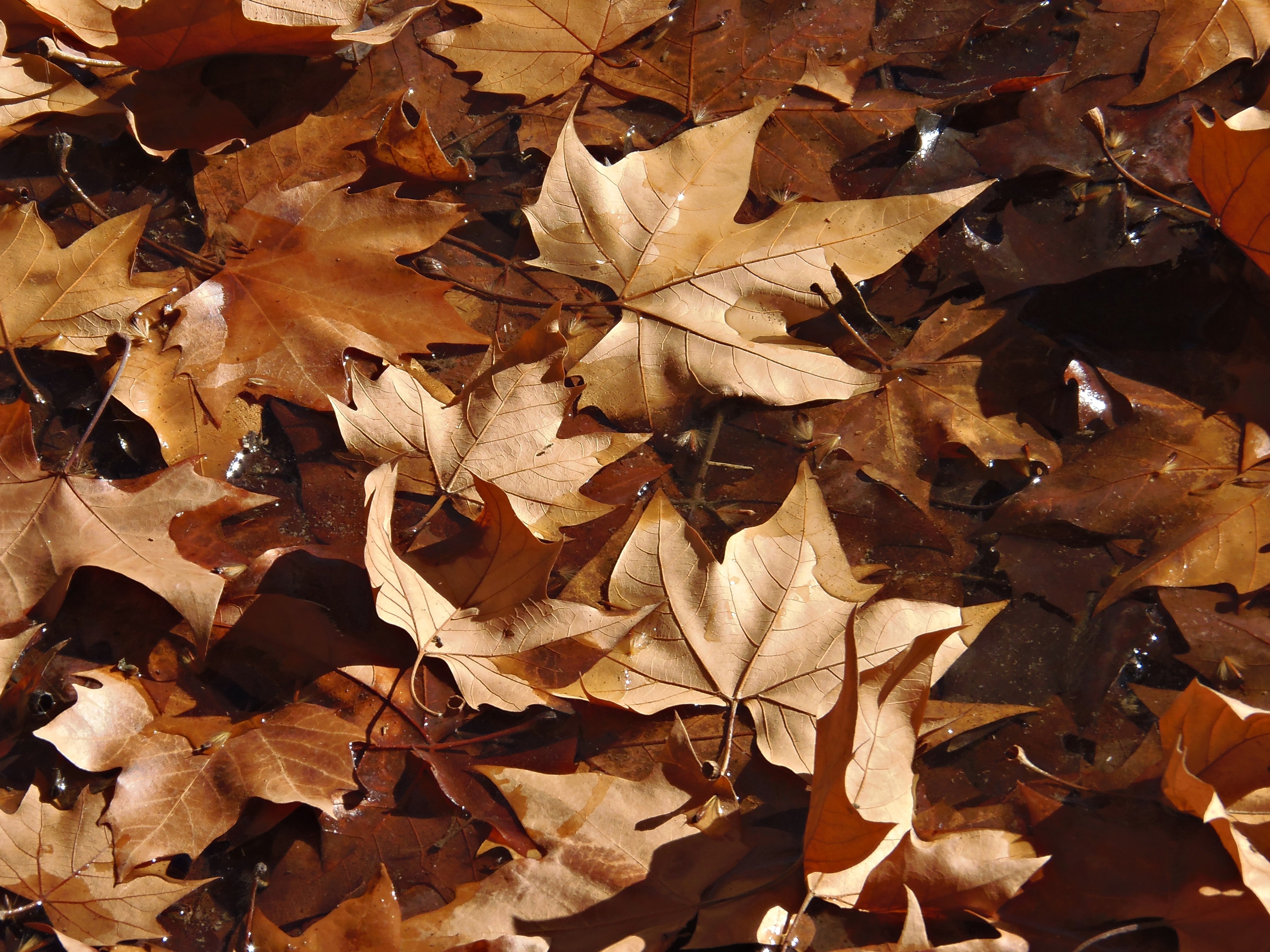 Осенние листья коричневые