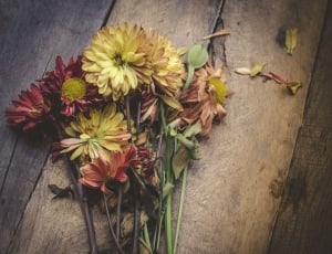 yellow and red daisy flowers on brown wooden surface thumbnail