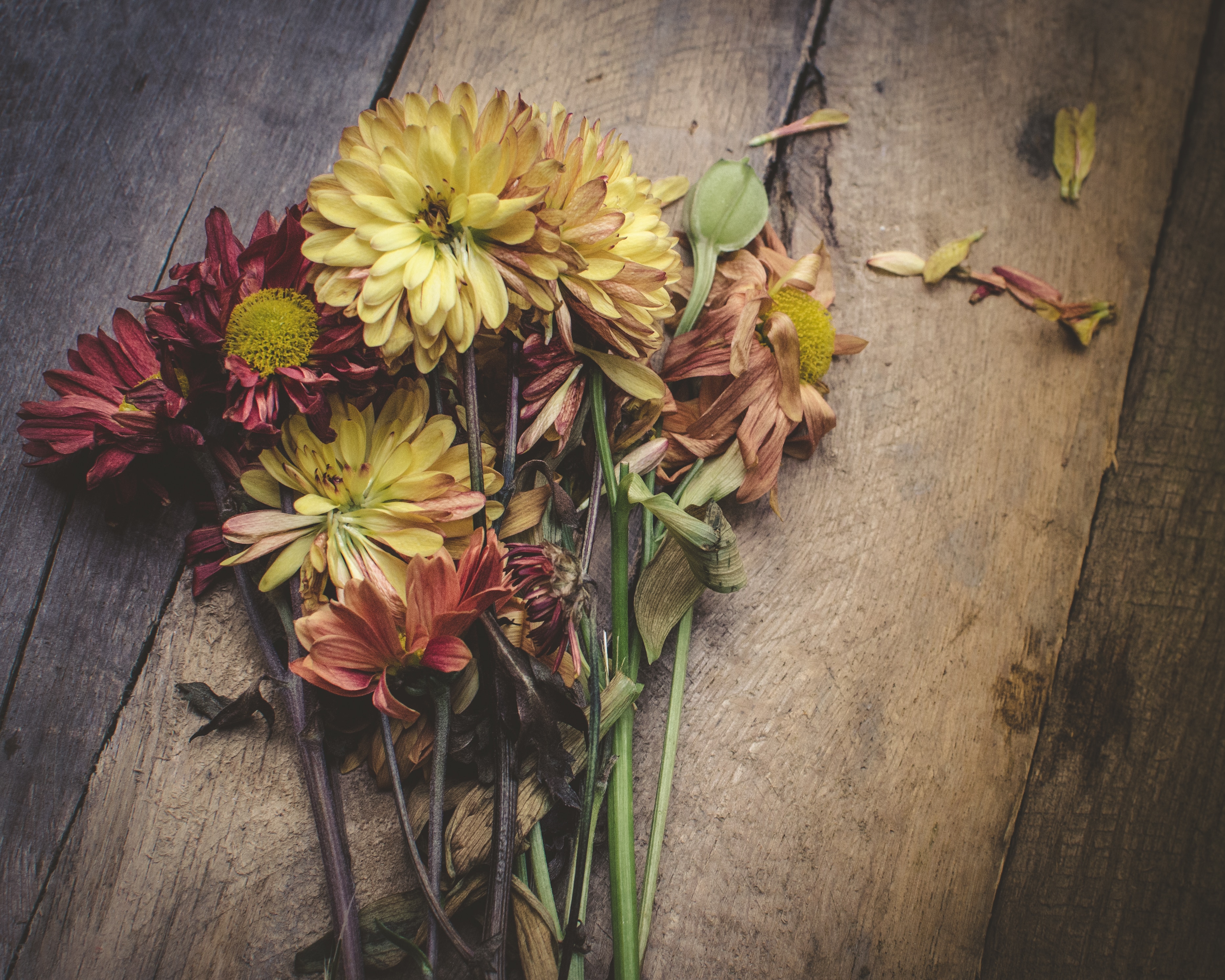 yellow and red daisy flowers on brown wooden surface