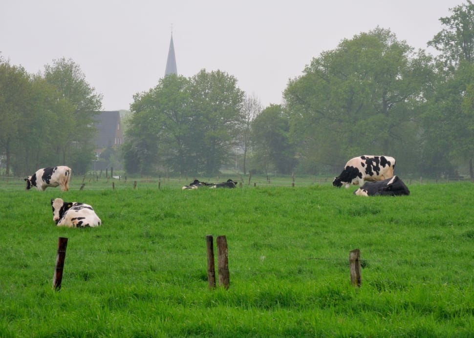 Niederrhein, Land, Cows, Meadow, animal themes, mammal preview