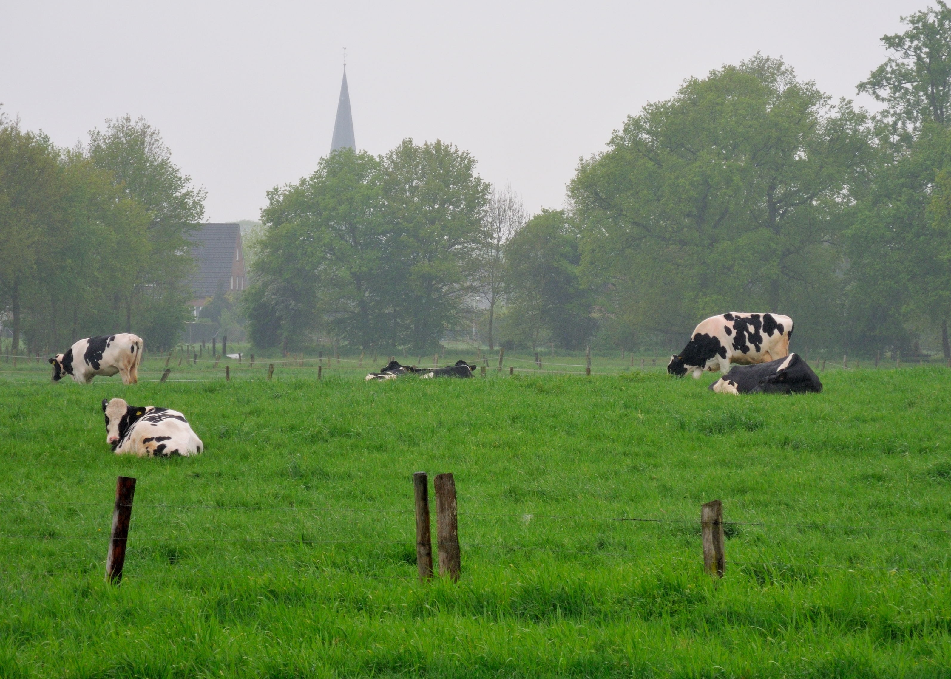 Niederrhein, Land, Cows, Meadow, animal themes, mammal