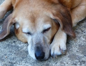 tan and white short coated dog sleeping on gray floor thumbnail