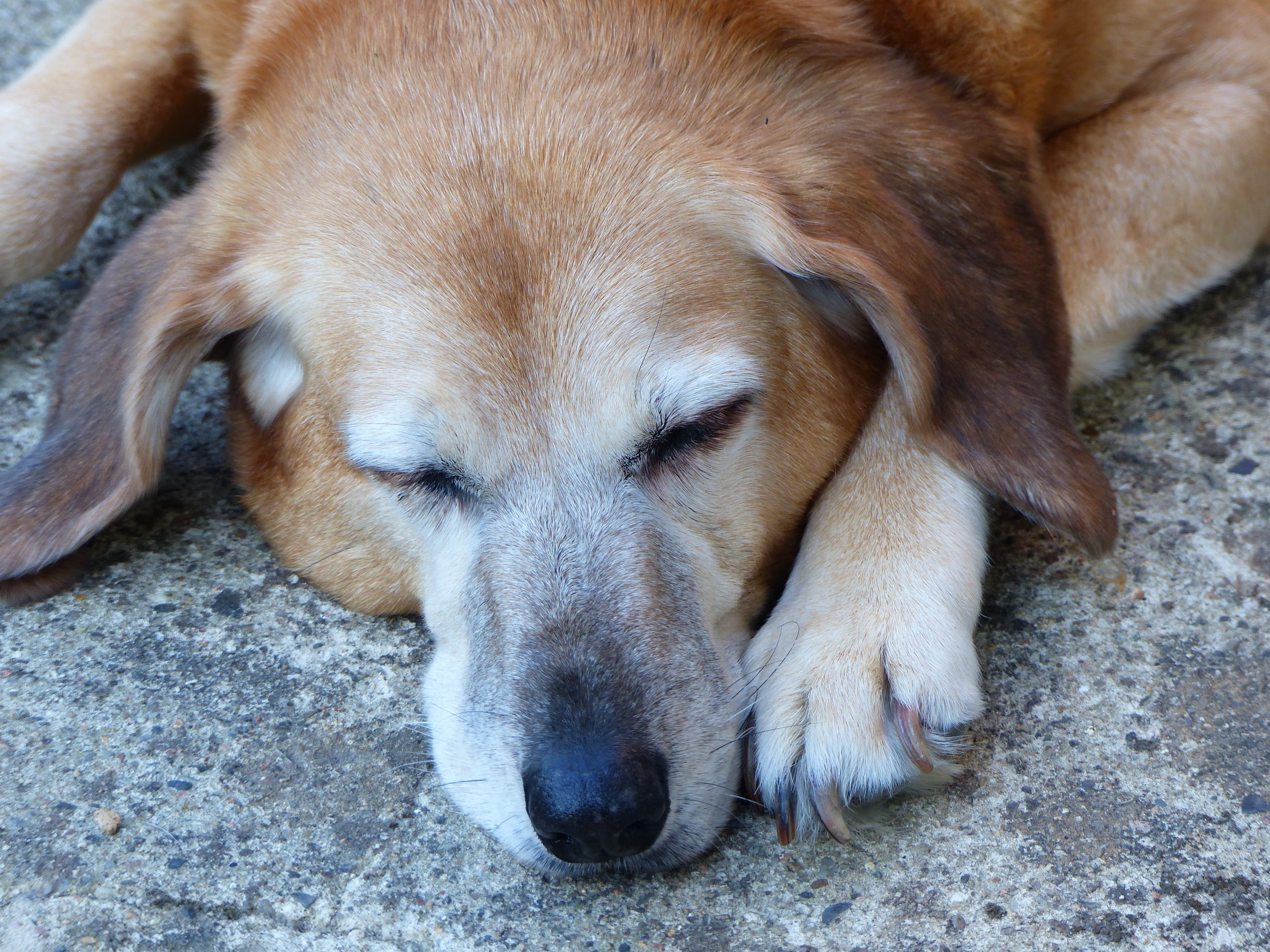tan and white short coated dog sleeping on gray floor