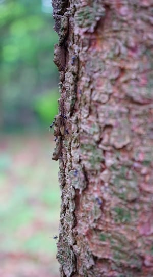 brown tree skin thumbnail