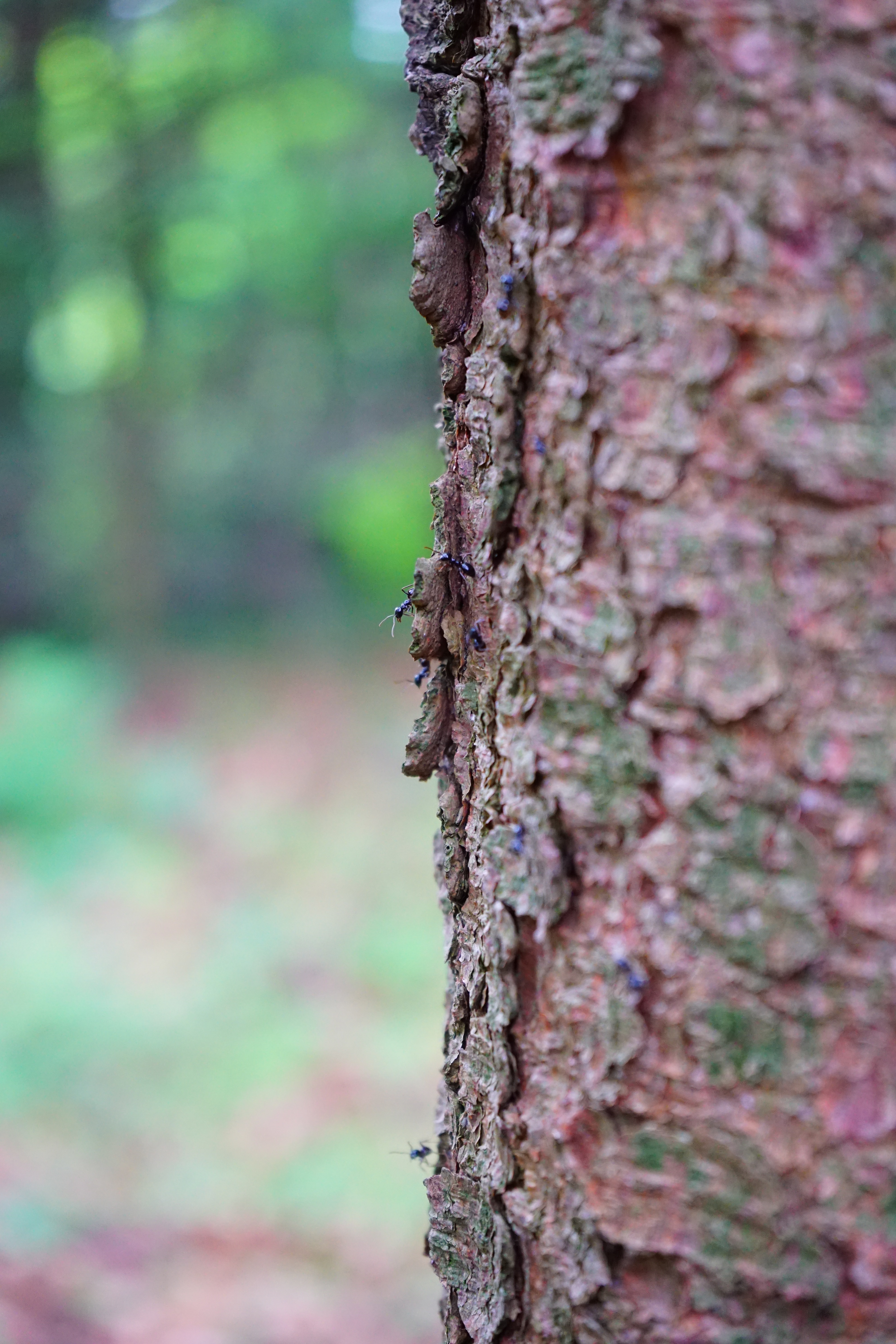 brown tree skin