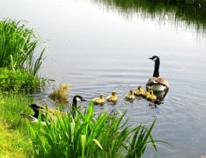 black and brown duck and ducklings thumbnail