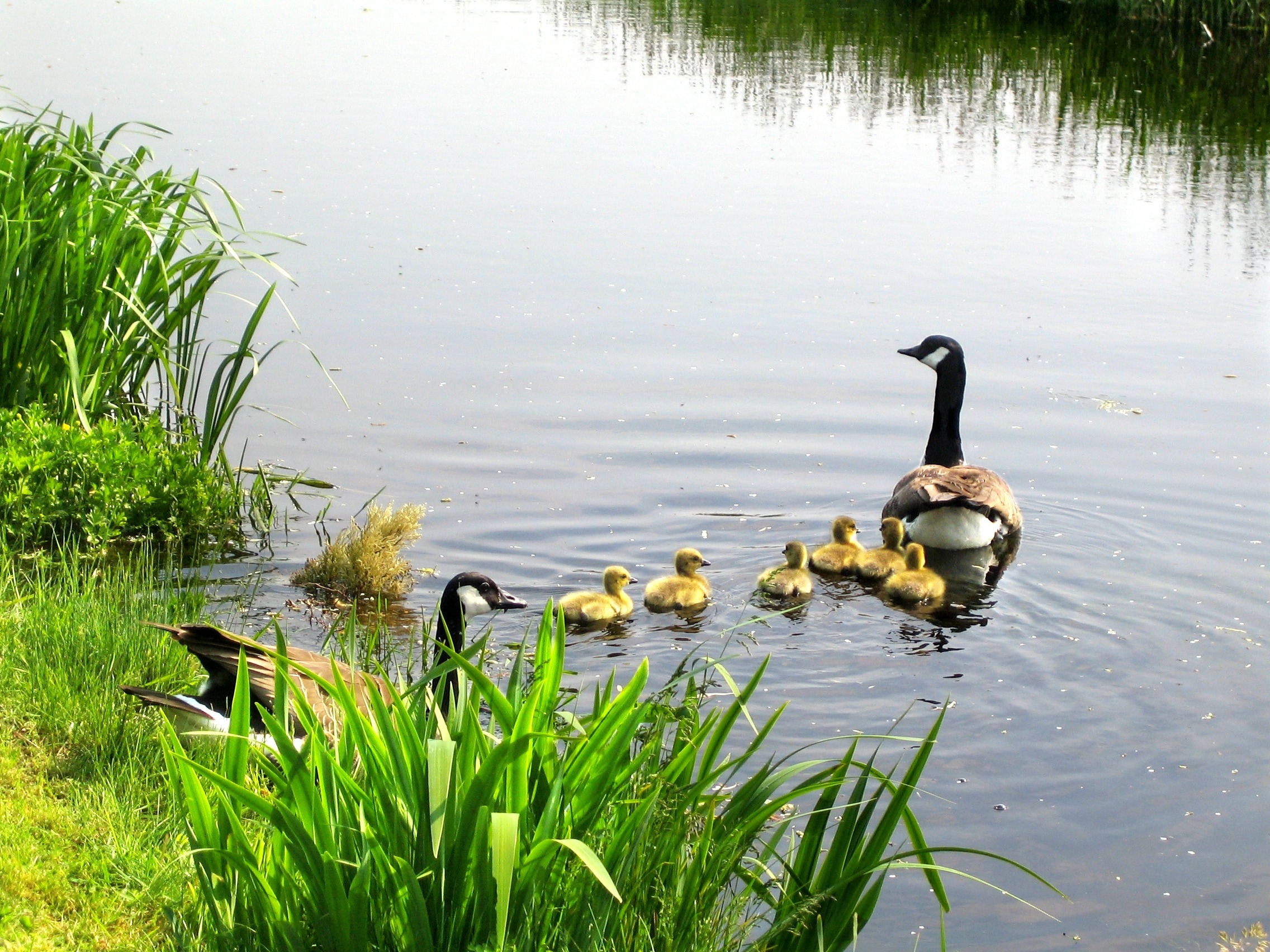 black and brown duck and ducklings