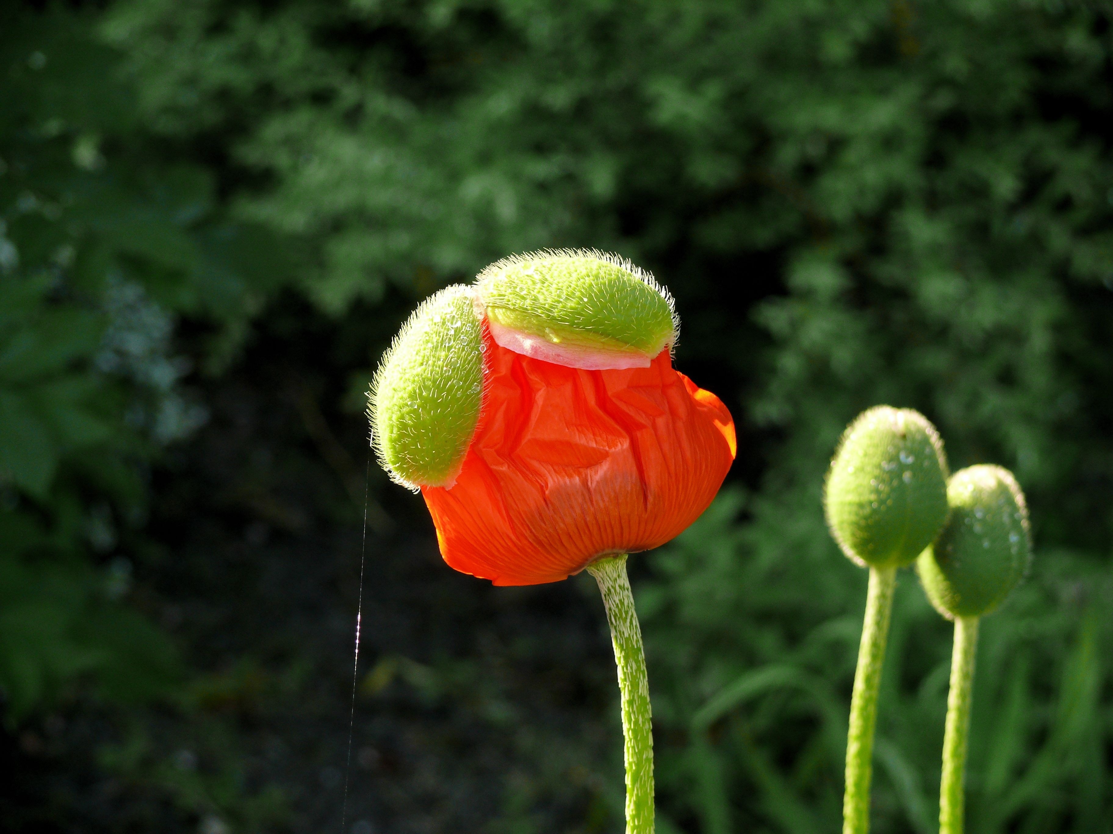 Poppy, Orange, Red, Flower, Spring, flower, growth