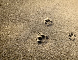 brown sand with animal foot print thumbnail