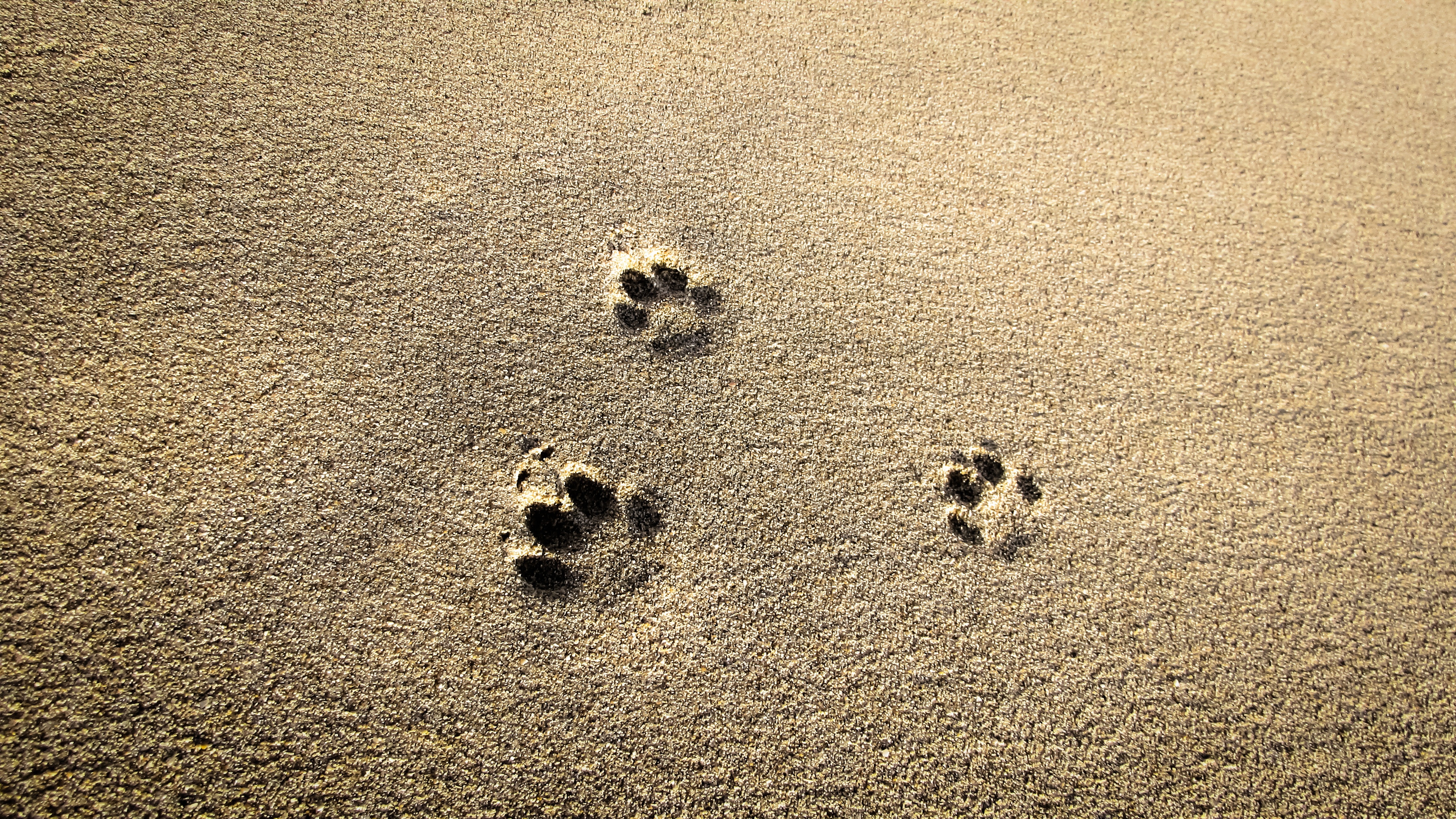 brown sand with animal foot print