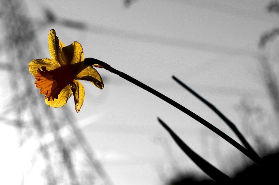 selective photo of a yellow petaled flower preview