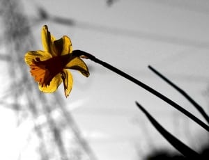 selective photo of a yellow petaled flower thumbnail