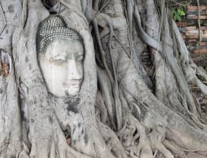 gautama buddha headbust carved on tree trunk thumbnail