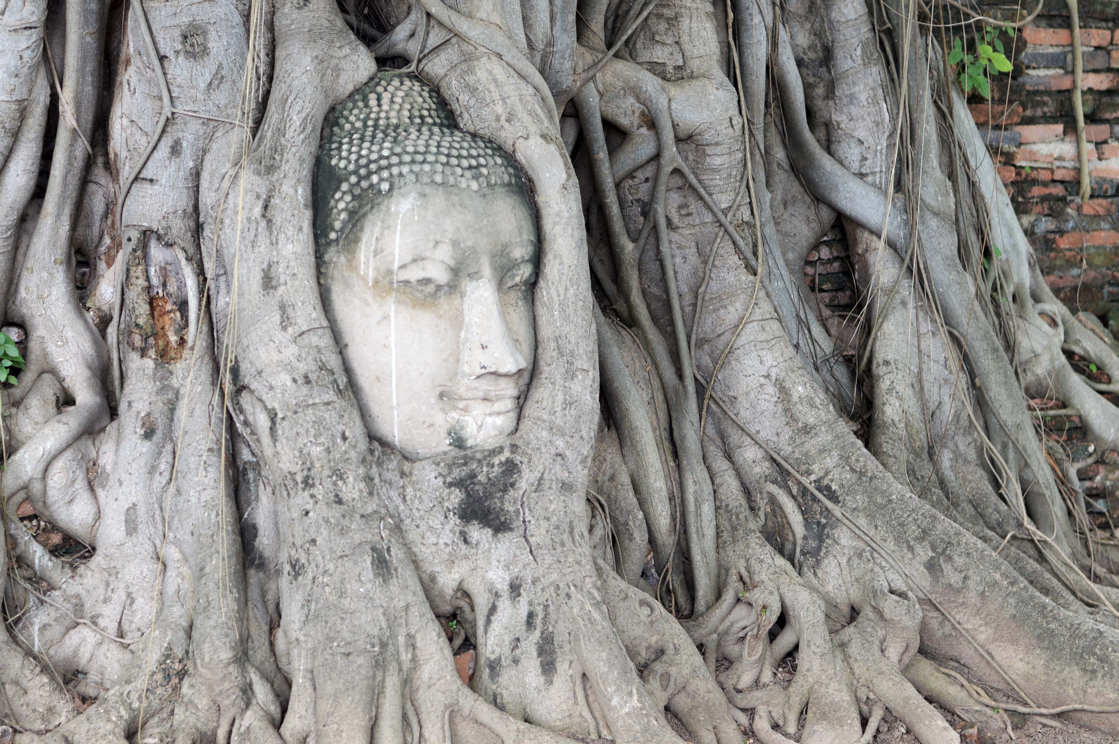 gautama buddha headbust carved on tree trunk