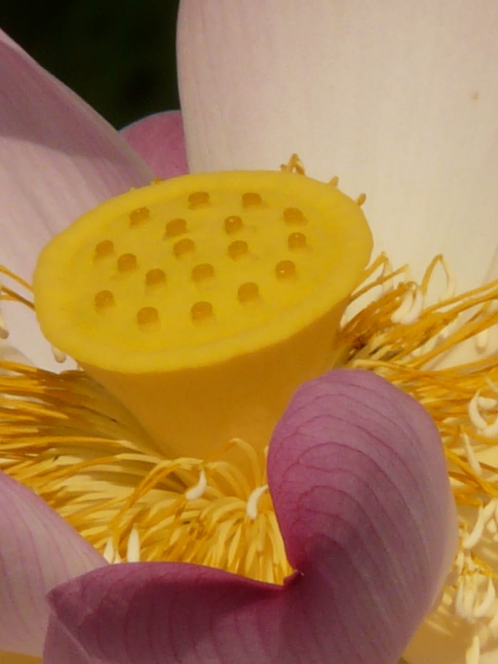 yellow petal flower preview