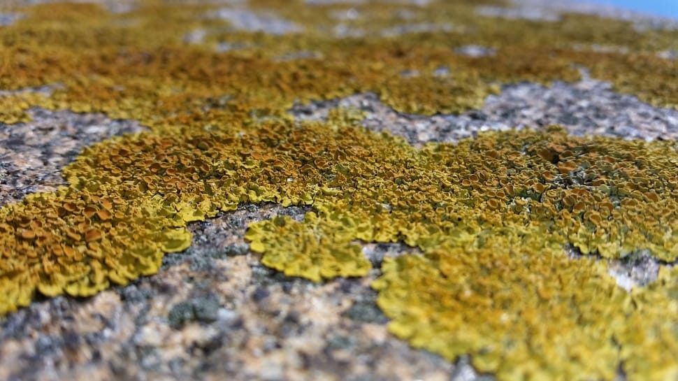 green moss on gray surface preview