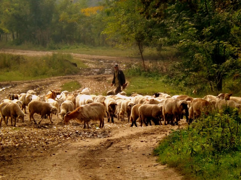 goats and sheep lot preview