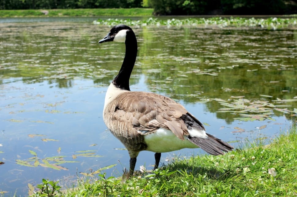 canadian goose preview