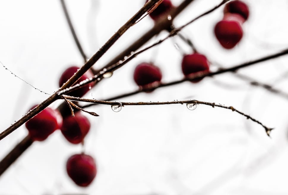 red round small fruits in bokeh photography preview