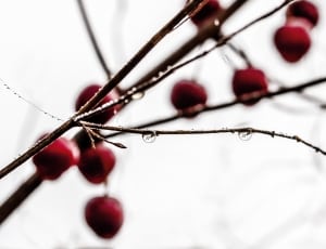 red round small fruits in bokeh photography thumbnail