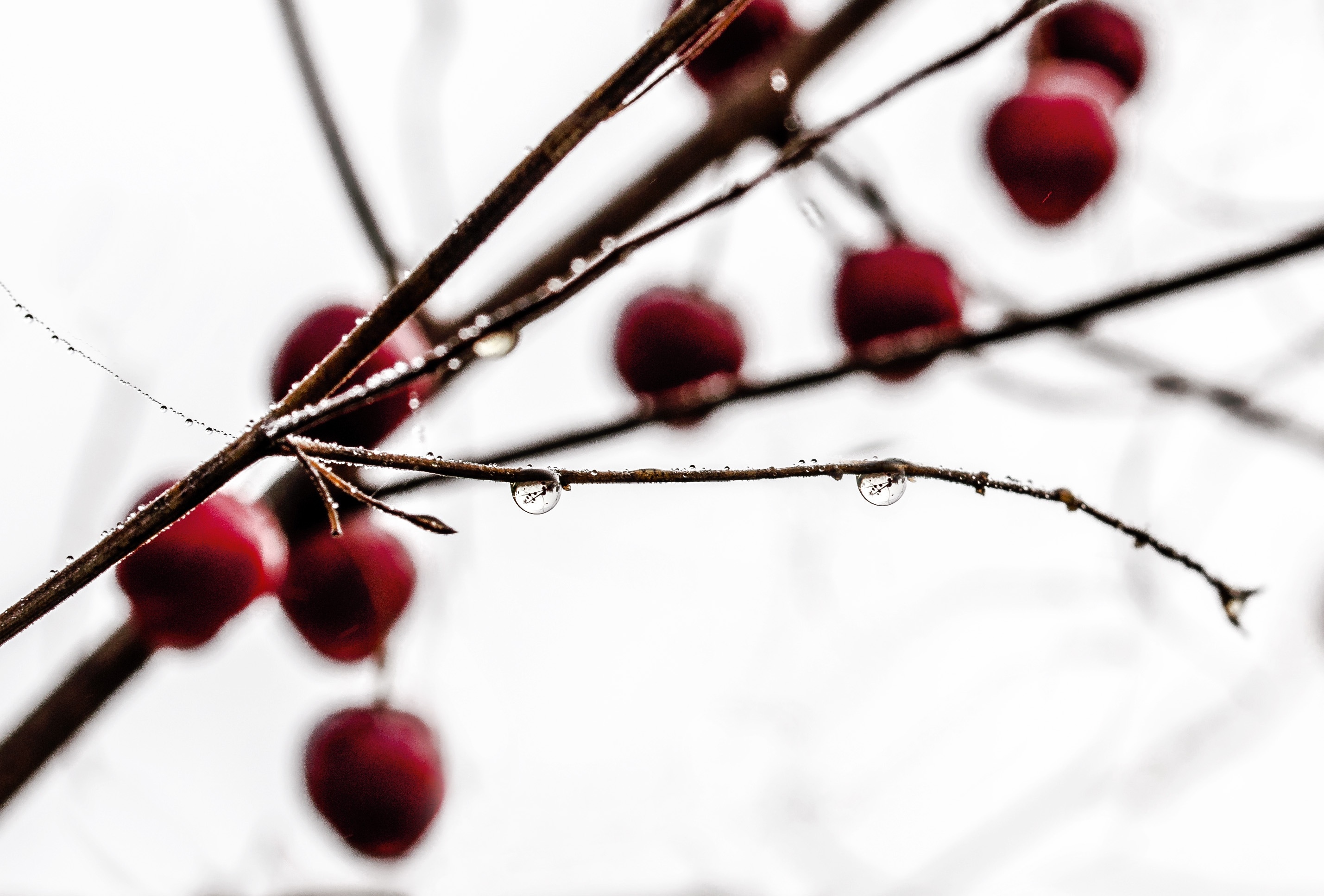 red round small fruits in bokeh photography
