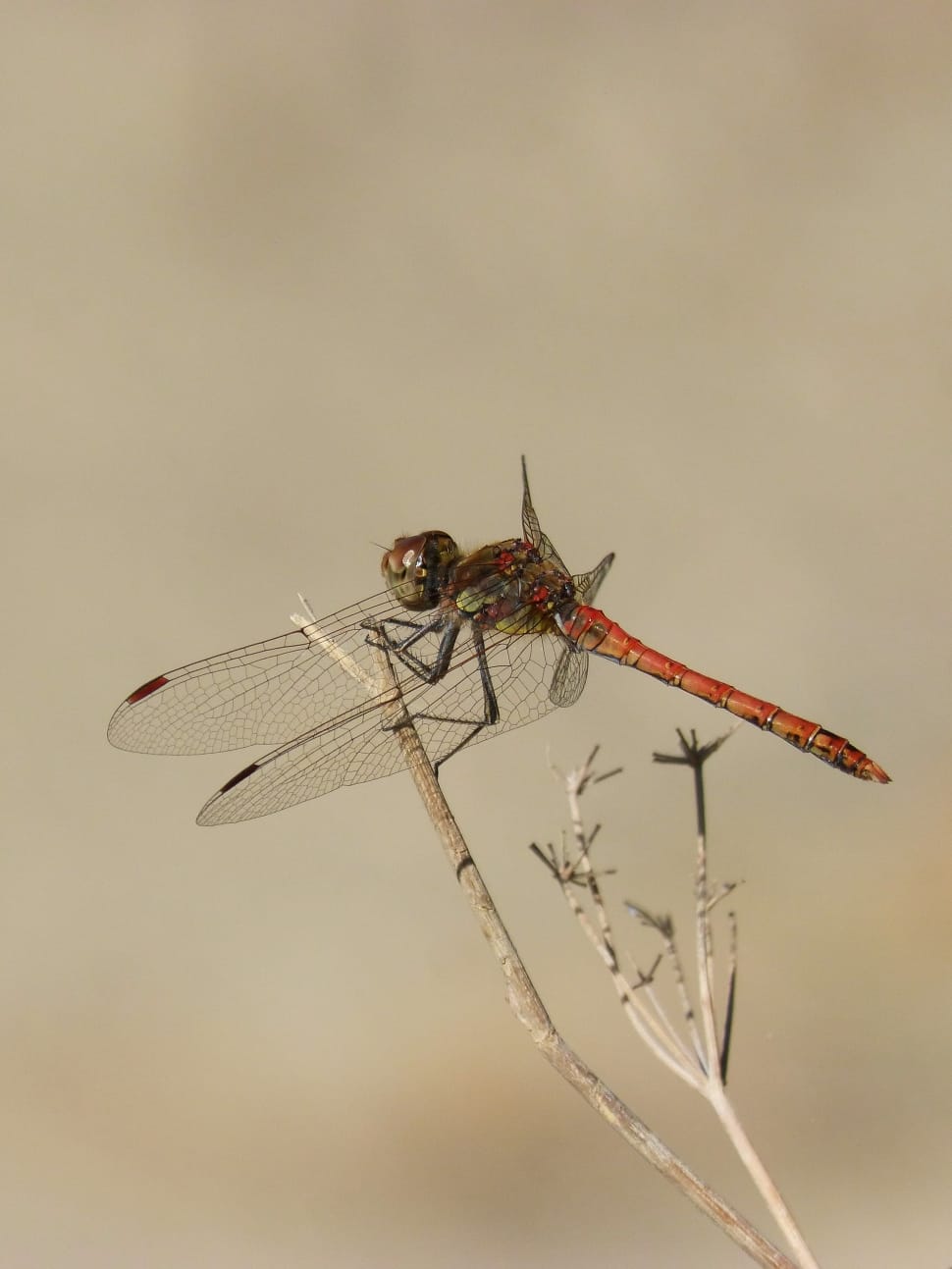 red darner preview