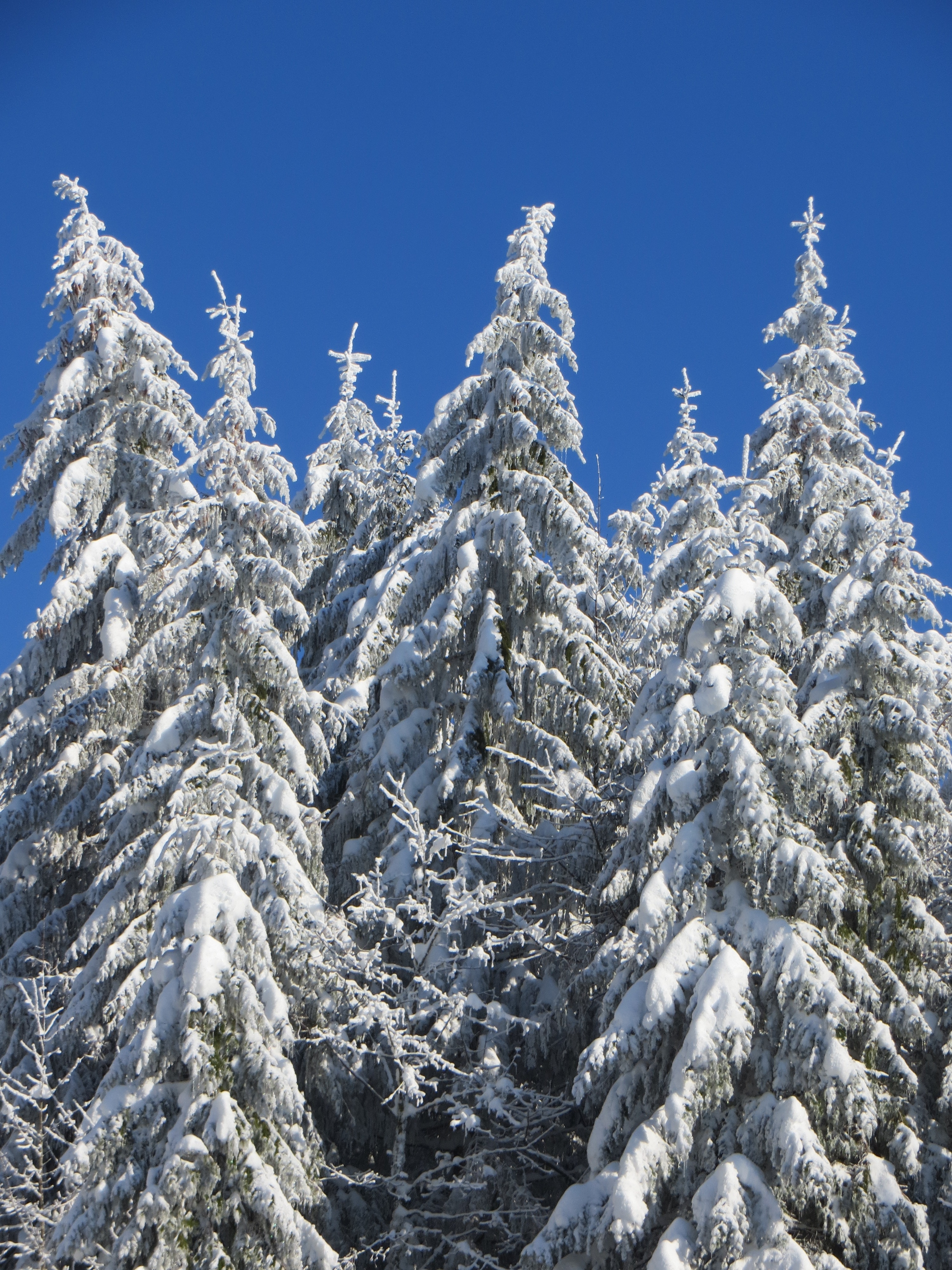 Красота ели. Ель зимой. Зимний лес. Деревья в снегу. Елка зимой.