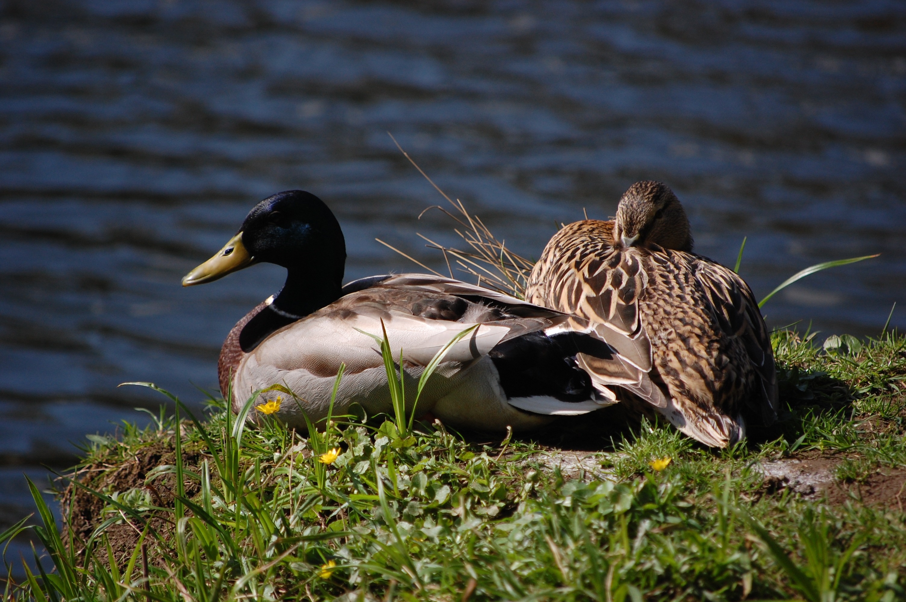 2 mallard ducks
