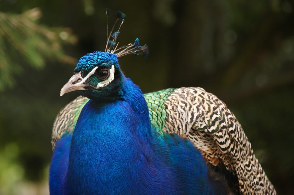 blue and gray bird free image - Peakpx