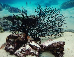 black coral thumbnail