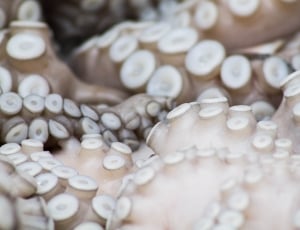close up photography of tentacles thumbnail