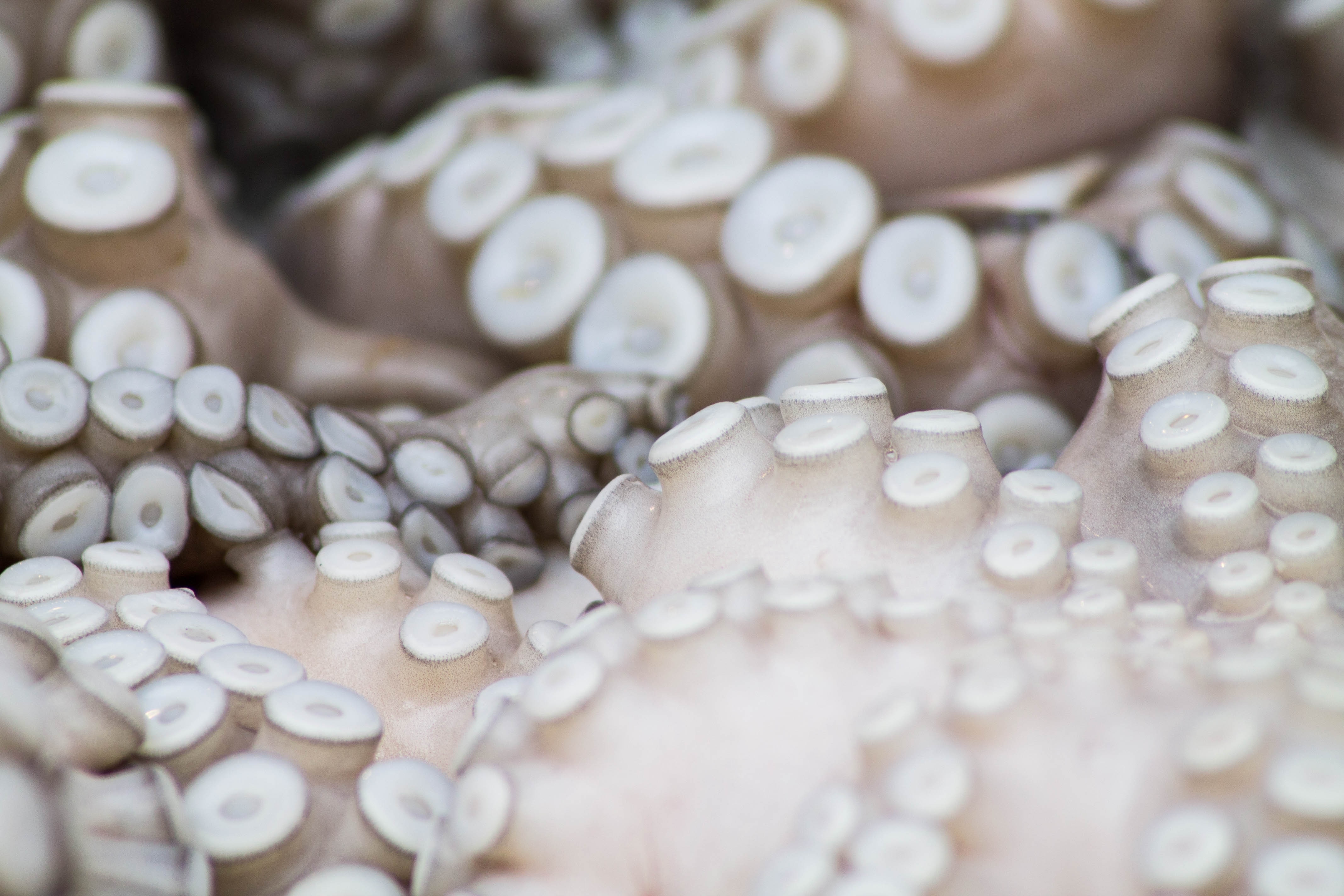 close up photography of tentacles