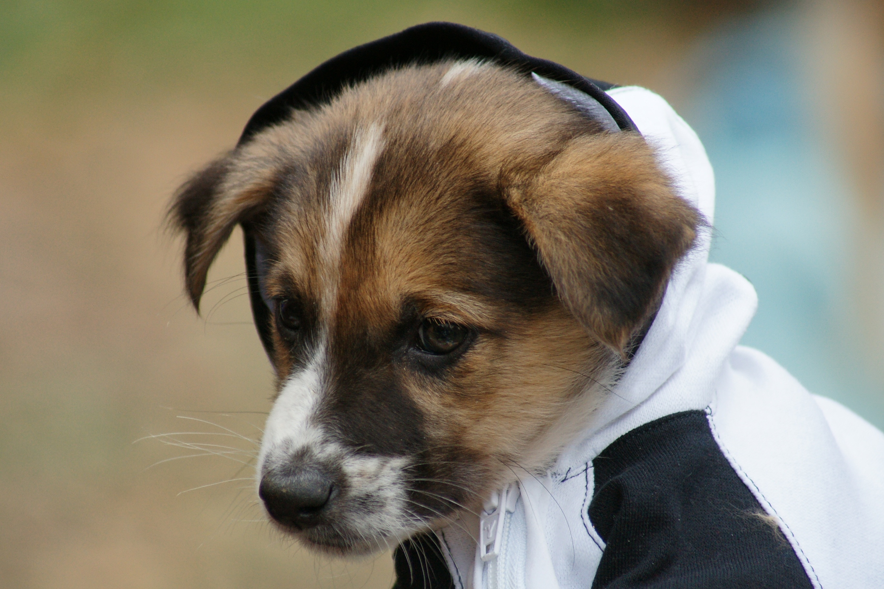 tan and white short coat puppy
