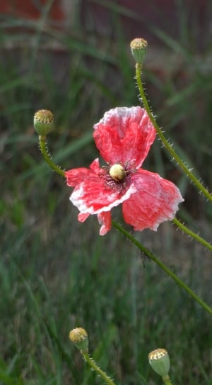 red and white poppy thumbnail