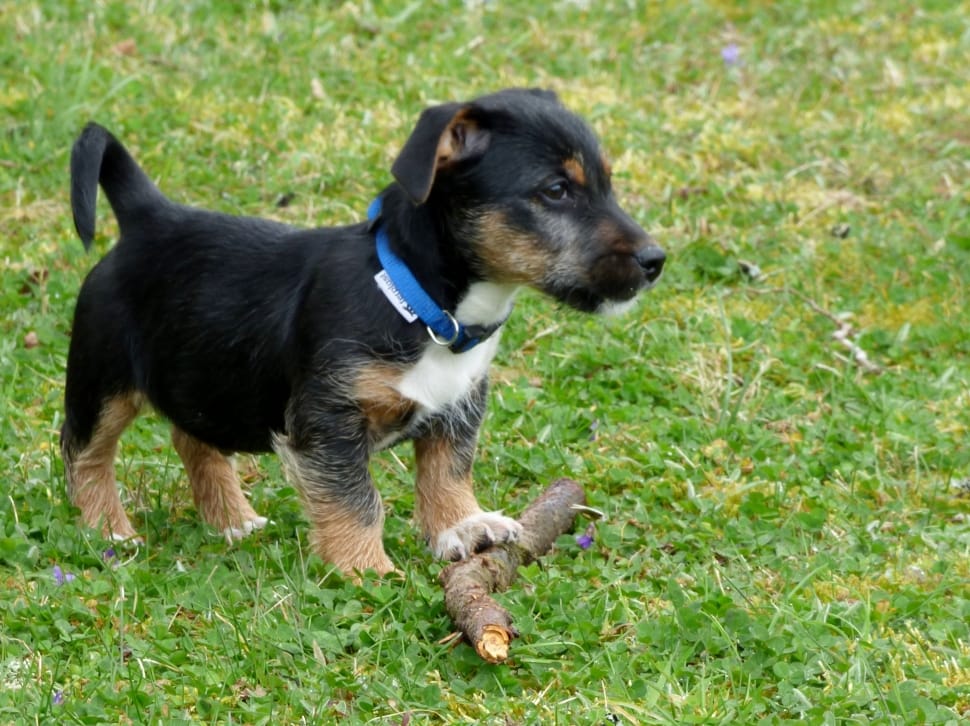 black and tan jagdterrier puppy preview