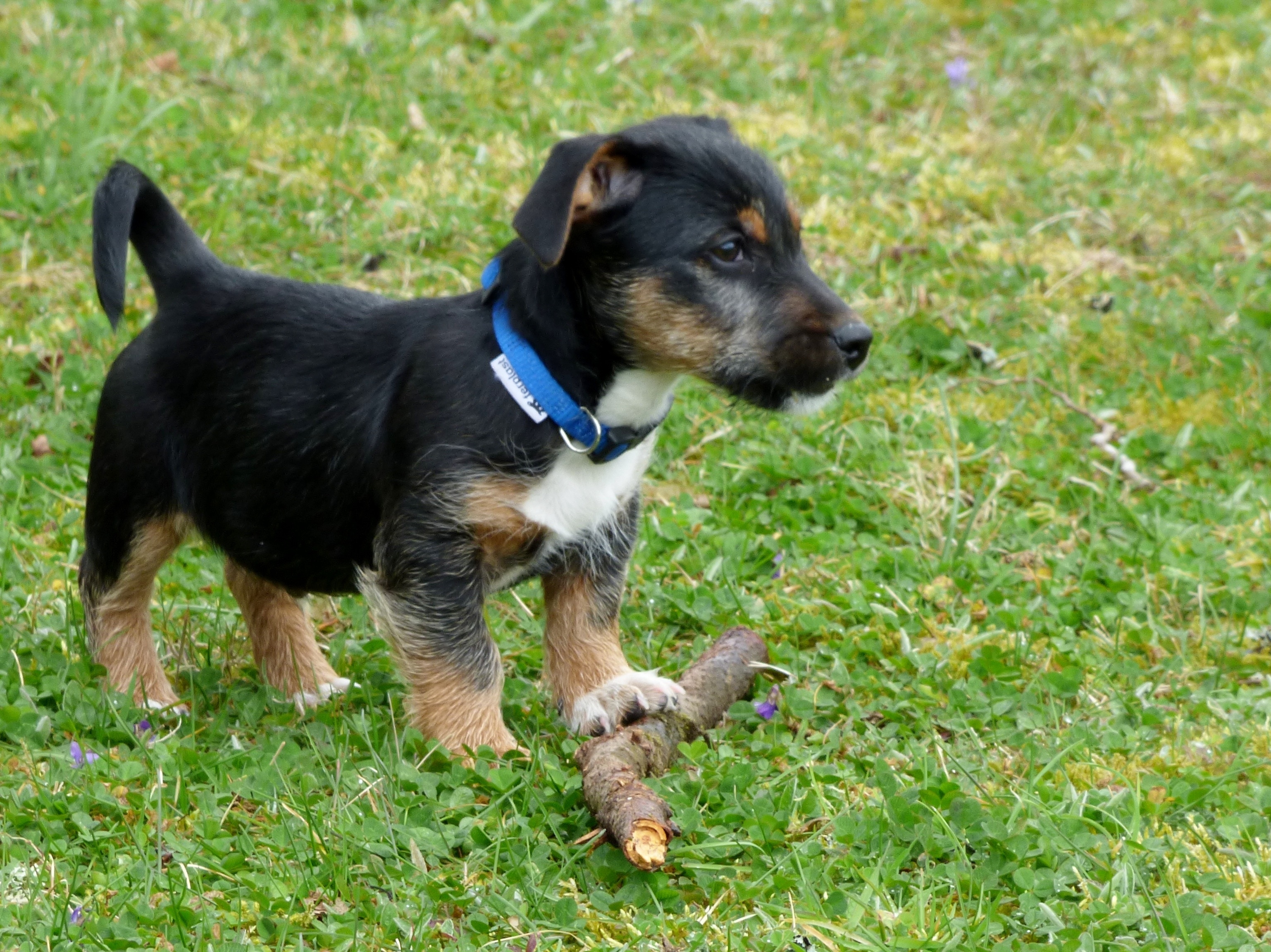 black and tan jagdterrier puppy