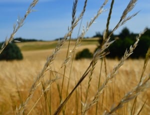 wheat field thumbnail