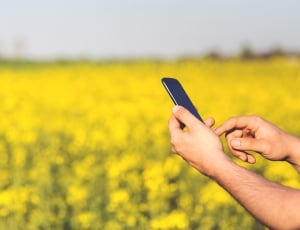 man holding a smartphone near a yellow rapeseed field thumbnail