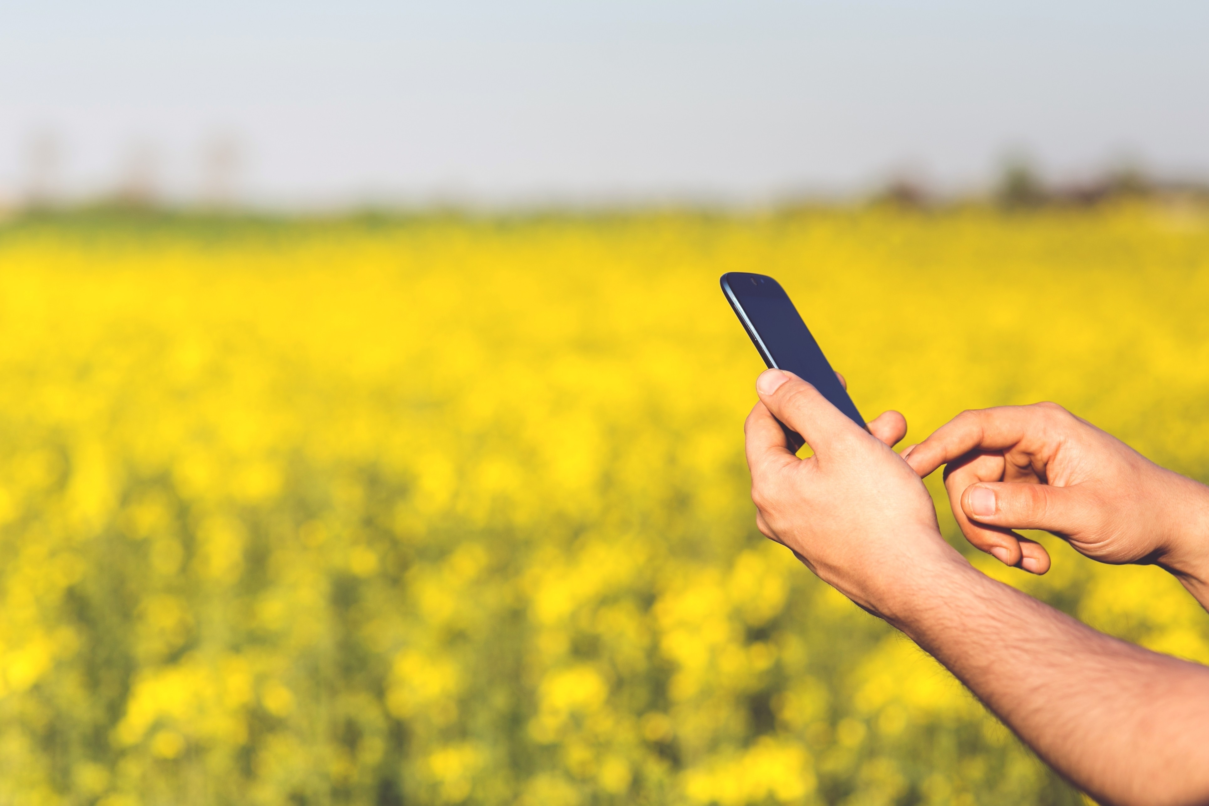 man holding a smartphone near a yellow rapeseed field