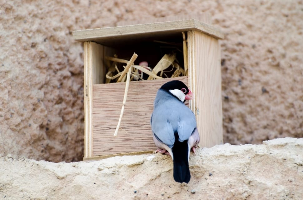 gray caped black white java sparrow preview