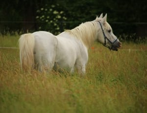 white horse thumbnail
