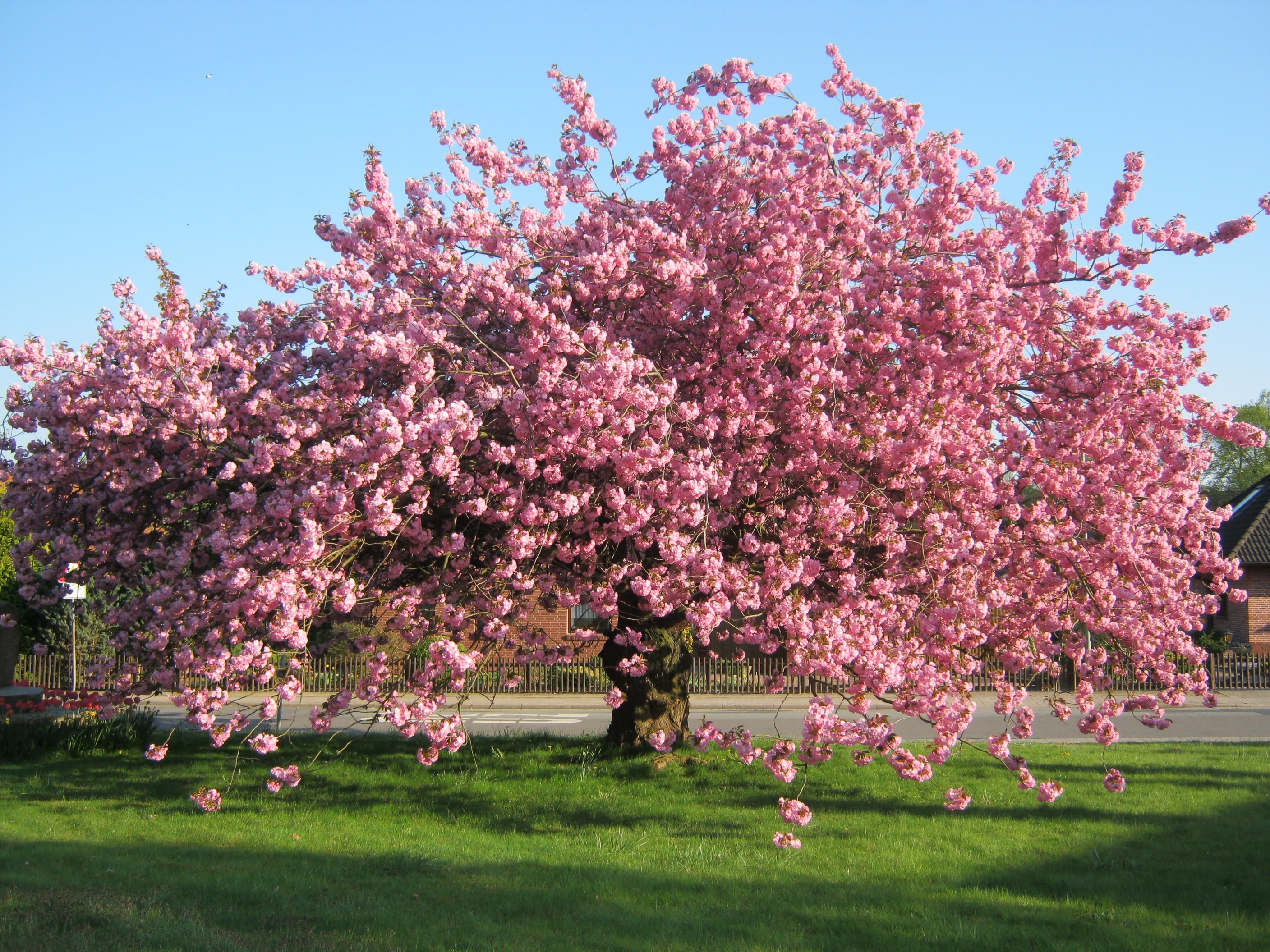 1920x1080 wallpaper | cherry blossom tree | Peakpx