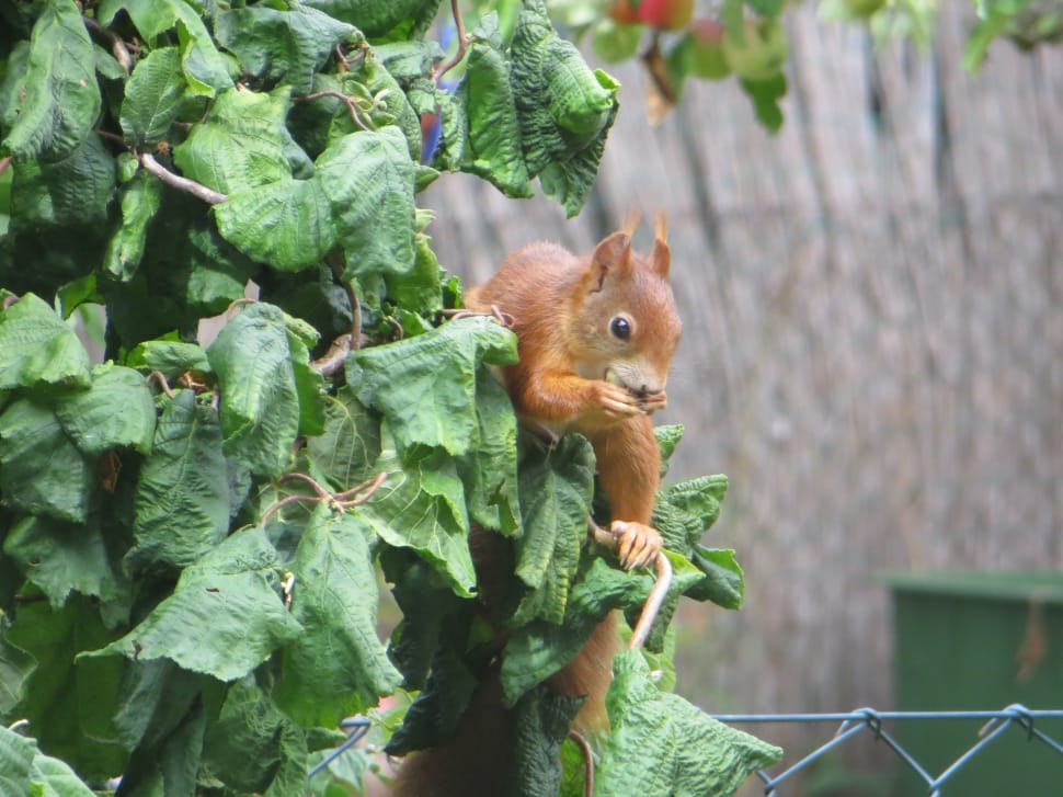 red squirrel preview